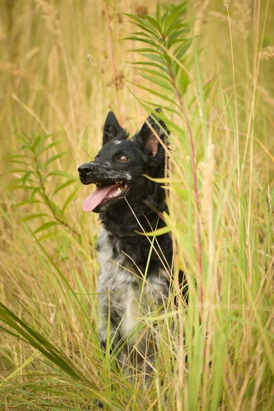 Portrait Dog Puppy Mudi She Nice Dog — Fotografia de Stock