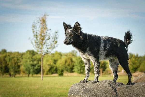 Portret Van Puppy Mudi Lieve Hond — Stockfoto