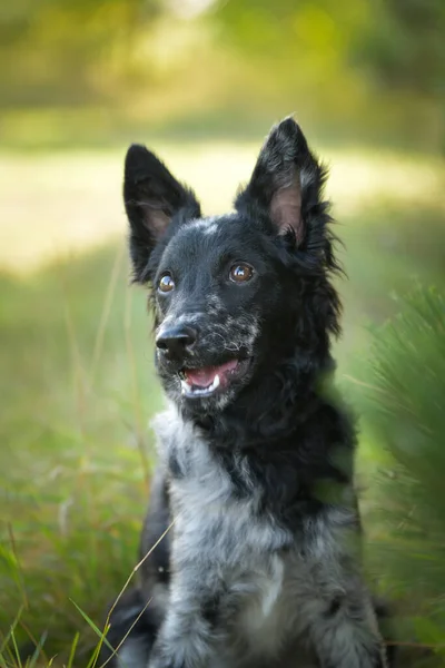 Portrait Dog Puppy Mudi She Nice Dog — Fotografia de Stock