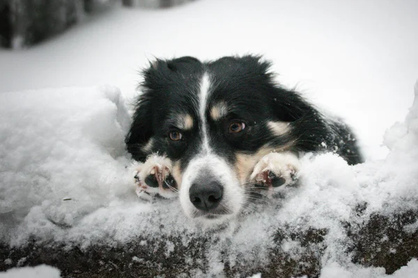 雪の中の森の中には三色の境界線が横たわっている 彼はとてもふわふわの犬だ — ストック写真