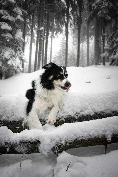 Tricolor Border Collie Liegt Wald Schnee Ist Flauschig — Stockfoto