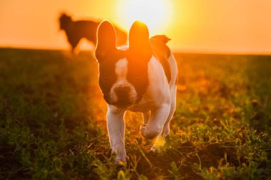 French buldog is running in the sunset. Amazing walk in the sun. Amazing evening with sun.