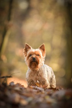 Yorkshire ormanda duruyor. Sonbahar portresi..