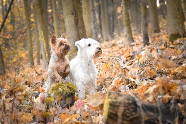 Köpekler ormanda oturuyorlar. Sonbahar portresi..