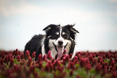 Border Collie, Crimson Clover 'da duruyor. Çok komik bir yüzü var, gülümsüyor.
