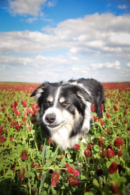 Border Collie, Crimson Clover 'da duruyor. Çok komik bir yüzü var, gülümsüyor.