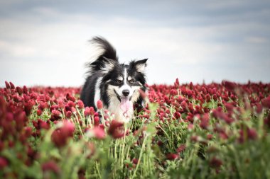 Border Collie, Crimson Clover 'da duruyor. Çok komik bir yüzü var, gülümsüyor.