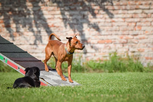 Dog in agility balance beam. Amazing day on Czech agility competition. They are middle expert it means A2.