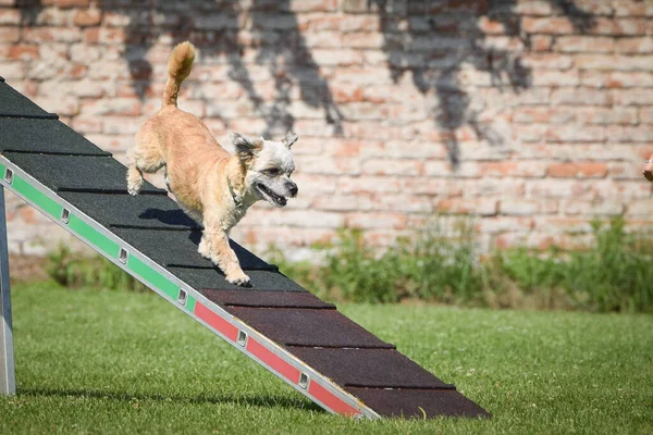 Dog in agility balance beam. Amazing day on Czech agility competition. They are middle expert it means A2.