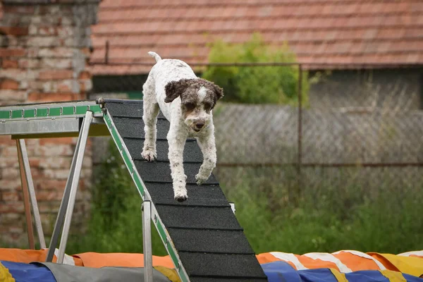 Dog in agility balance beam. Amazing day on Czech agility competition. They are middle expert it means A2.