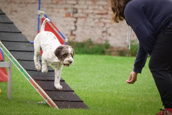 Dog in agility balance beam. Amazing day on Czech agility competition. They are middle expert it means A2.