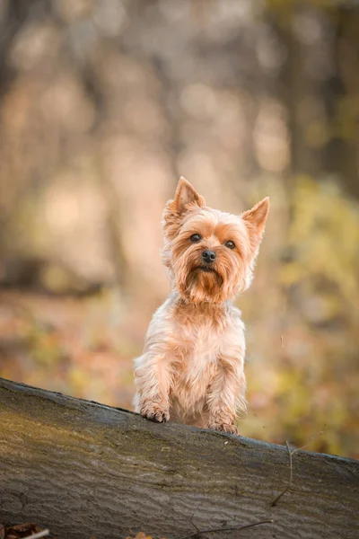 Yorkshire ormanda duruyor. Sonbahar portresi..