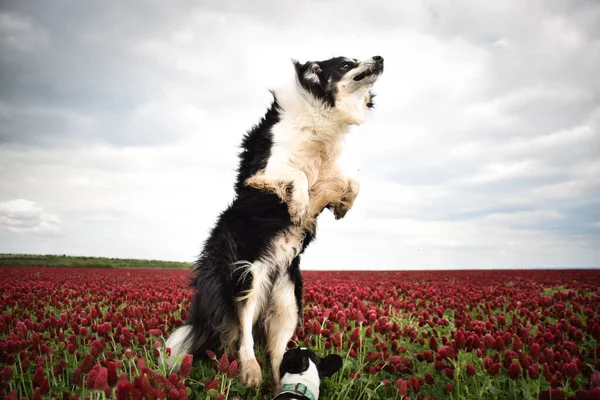 Border Collie Skacze Purpurowej Koniczynie Taką Śmieszną Twarz Się Uśmiecha Obrazek Stockowy