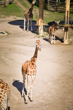 Angolan zürafası (Giraffa camelopardalis angolensis) Namibya zürafası olarak da bilinir. Hayvanat bahçesi hayvanı.