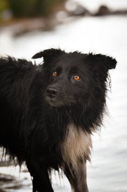 Border collie suda bir av sopası. Islak bir köpek..