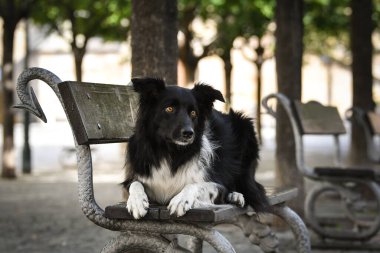 Sınır çobanı bankta yatıyor. Köpek Prag 'da şehir merkezinde..