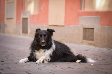Border collie is laying in city center. She is in center of Prague. She is so patient model.