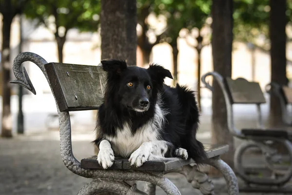 Sınır çobanı bankta yatıyor. Köpek Prag 'da şehir merkezinde..