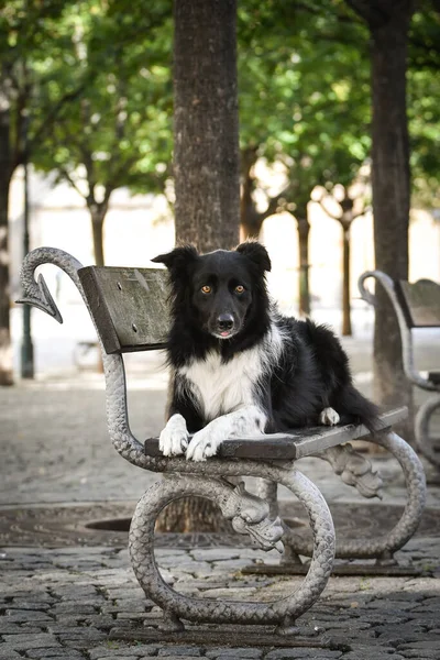 Sınır çobanı bankta yatıyor. Köpek Prag 'da şehir merkezinde..
