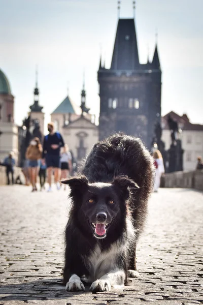 Collie Błaga Mostku Był Centrum Pragi Jest Taką Cierpliwą Modelką Zdjęcia Stockowe bez tantiem