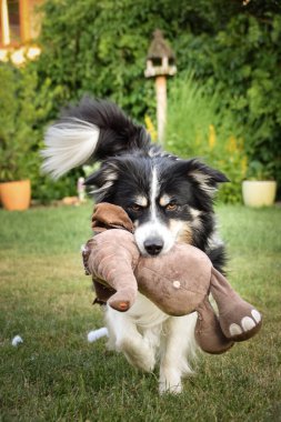 Sınır çobanı sahada sevişerek koşuyor. Dışarıda çok komik..
