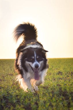 Border collie is running in the sunset. Amazing walk in the sun. Amazing evening with sun.