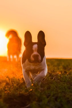 French buldog is standing in the sunset. Amazing walk in the sun. Amazing evening with sun.