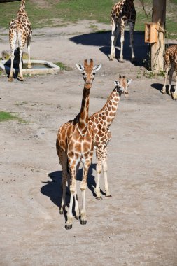 Angolan zürafası (Giraffa camelopardalis angolensis) Namibya zürafası olarak da bilinir. Hayvanat bahçesi hayvanı. Angolan zürafası yazın hayvanat bahçesinde..