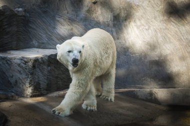 Hayvanat bahçesindeki kutup ayısı. Tutsak bir hayvan. Kuzey Ayısı.