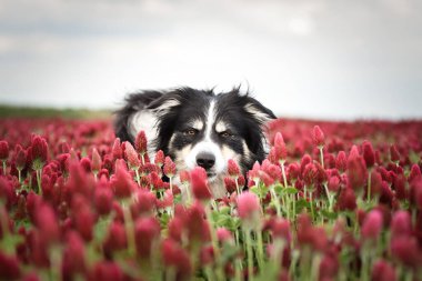 Border Collie, Crimson Clover 'da duruyor. Çok komik bir yüzü var, gülümsüyor.
