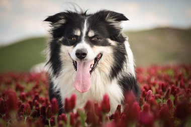 Border Collie, Crimson Clover 'da duruyor. Çok komik bir yüzü var, gülümsüyor.