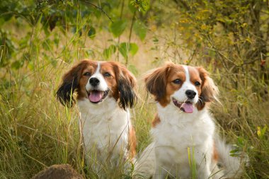 Kooikerhondje köpeklerinin portresi. Çok tatlı bir köpek..