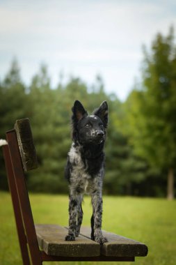 Papillon bankta duruyor. Sonbahar portresi..