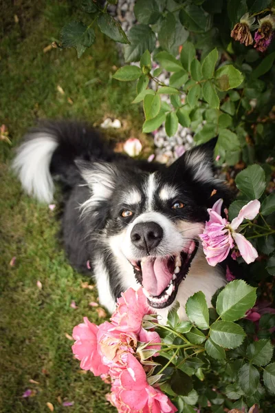 Őszi Arca Tricolor Border Collie Annyira Aranyos Levelekben Olyan Szép — Stock Fotó