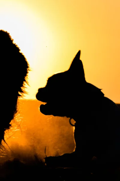 French Buldog Standing Sunset Amazing Walk Sun Amazing Evening Sun — Stockfoto