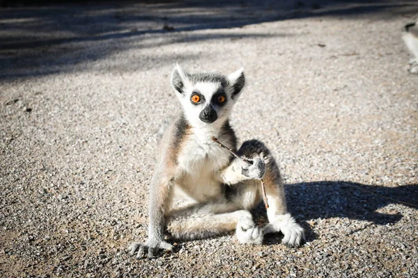 Lemur Kata Sedí Podlaze Dívá Objektivu — Stock fotografie