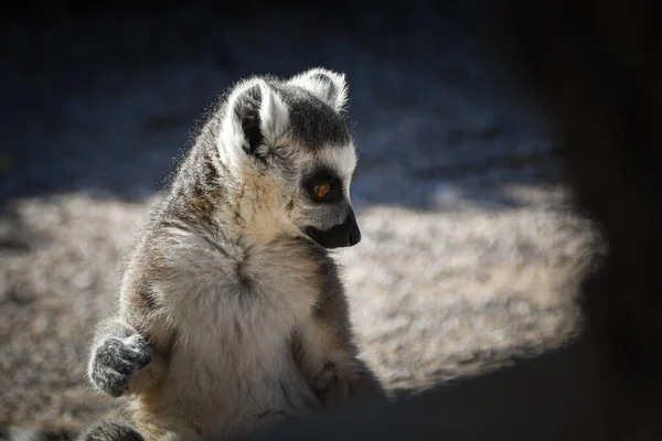 Lemur Kata Está Sentado Suelo Mirando Lente — Foto de Stock
