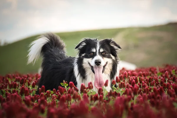 Border Collie, Crimson Clover 'da duruyor. Çok komik bir yüzü var, gülümsüyor.