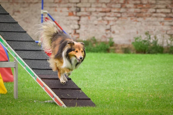 Sheltie in agility balance beam. Amazing day on Czech agility competition. They are middle expert it means A2.