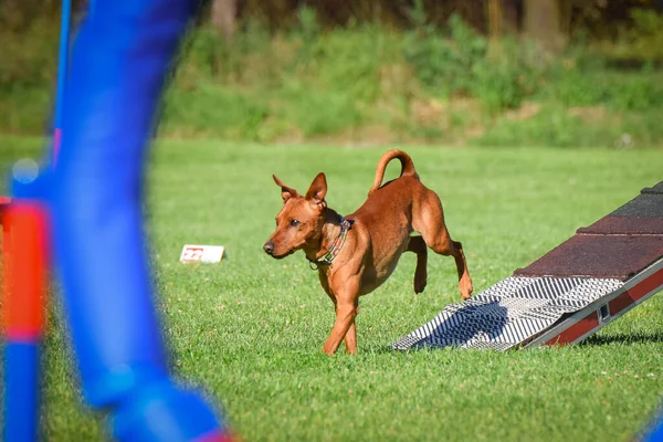 敏捷性バランスビームの犬 チェコの敏捷性競争の素晴らしい一日 それはA2を意味します — ストック写真