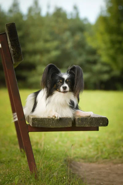 Papillon Leży Ławce Jest Jesienny Portret — Zdjęcie stockowe