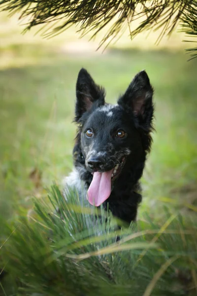 Portret Szczeniaka Taki Miły Pies — Zdjęcie stockowe