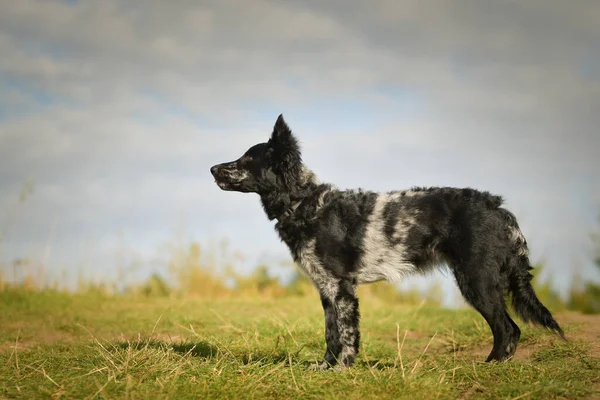 Portrait Dog Puppy Mudi She Nice Dog — Fotografia de Stock