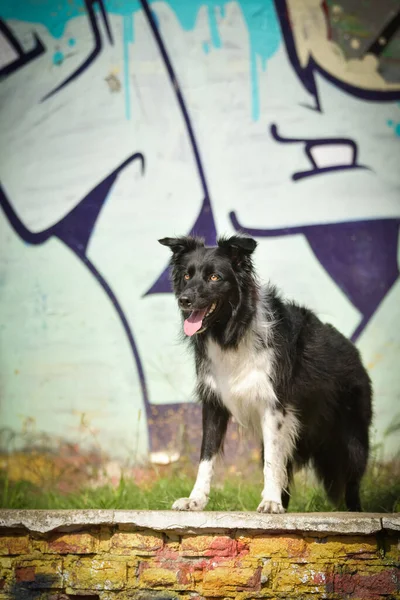 Collie Graniczny Stoi Centrum Miasta Jest Centrum Pragi Jest Taką — Zdjęcie stockowe