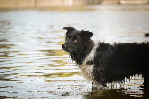 Border collie suda bir av sopası. Islak bir köpek..