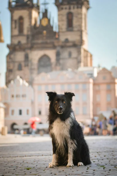 Collie Graniczny Siedzi Centrum Miasta Jest Centrum Pragi Jest Taką — Zdjęcie stockowe