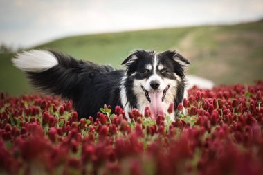 Border Collie, Crimson Clover 'da duruyor. Çok komik bir yüzü var, gülümsüyor.