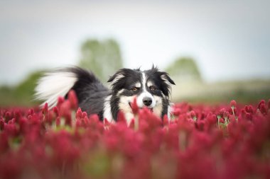 Border Collie, Crimson Clover 'da duruyor. Çok komik bir yüzü var, gülümsüyor.