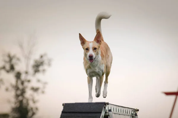 Perro Viga Equilibrio Agilidad Increíble Día Competencia Agilidad Checa Son — Foto de Stock