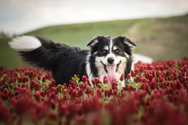 Collie Fronteira Está Num Trevo Carmesim Ele Tem Uma Cara — Fotografia de Stock